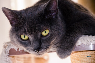 Gray Cat with Yellow Eyes Lying on Its Side and Looking Up Attentively