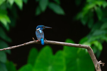 Blue Eared Kingfisher on a branch