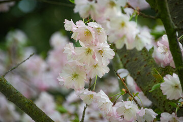 Beautiful cherry blossom - close up shot