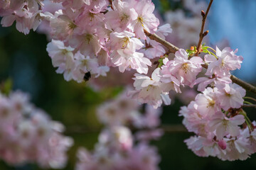 Beautiful cherry blossom - close up shot