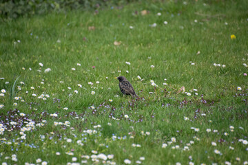 A common starling on green lawn