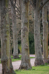 Obraz premium Beautiful trees in the park