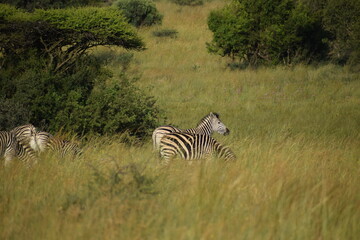 Zebra in field