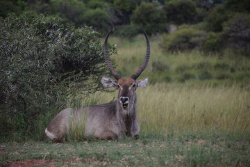 Waterbuck bull laying in field