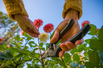 Flower farming. Gardener harvesting dahlia blooms. Low angle of hands with pruning shears and beautiful dahlia flowers. Growing cut flowers.