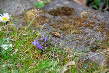 Bee in the grass - close up shot