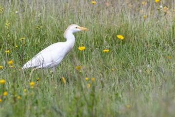 Close-up of a Cattle Egret (Bubulcus ibis) walking through green grass and yellow flowers in Arrocampo Bird Park, Extremadura, Spain. Spring wetland wildlife