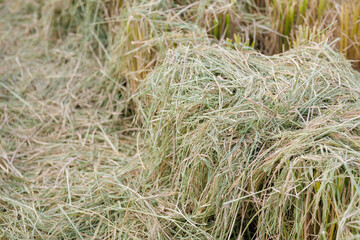 Vast golden farmland extending to the horizon under dramatic light, evoking the peaceful yet powerful beauty of rural harvest — perfect for backgrounds, nature visuals, and agricultural concepts.