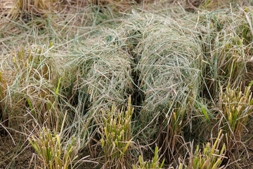 Vast golden farmland extending to the horizon under dramatic light, evoking the peaceful yet powerful beauty of rural harvest — perfect for backgrounds, nature visuals, and agricultural concepts.
