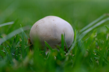 Mushroom on Green Grass Background