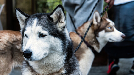 Two huskies on leashes, one with striking blue eyes, stand alert on a stone patio. A person walks...
