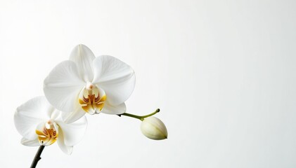 Obraz premium Delicate white orchid blossom on pure white backdrop, petal, serene, white