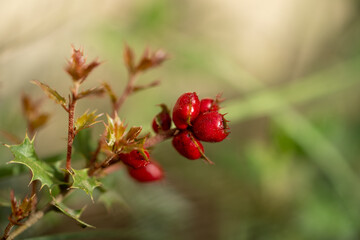 red berries on a branch