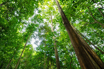 Fototapeta premium Lush greenery in khao sok national park, thailand