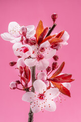 Blooming plum branch on pink background.  Symbol of life beginning and the awakening of nature.