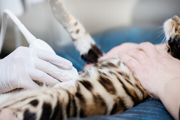 Close-up of veterinary ultrasound of bengal cat for pregnancy in clinic