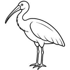 Minimal Asian Openbill Vector on White