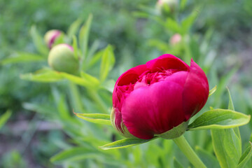 A beautiful dark pink peony bud blooming under the sun against green leaves in a spring garden.