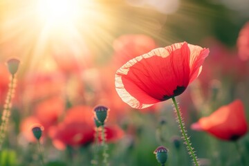 Bright red poppy blossoms blooming across a sunlit green meadow with vibrant natural setting