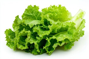 Close up of fresh crisp green lettuce leaf on bright white background