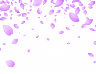 purple petals flying floating isolated on white or transparent background