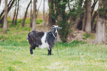 Eager goat stands in a sunlit meadow surrounded by trees, enjoying a peaceful afternoon in the countryside during early spring