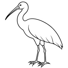 Minimal White Ibis Vector on White