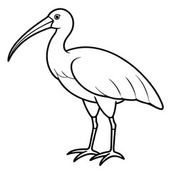 Minimal White Ibis Vector on White