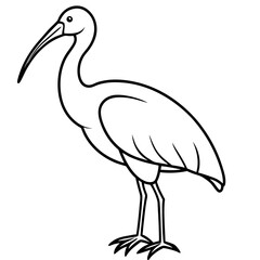 Minimal White Ibis Vector on White