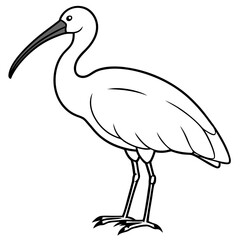 Minimal White Ibis Vector on White