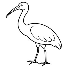 Minimal White Ibis Vector on White