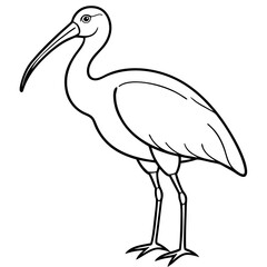 Minimal White Ibis Vector on White