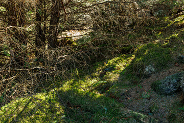 Trail on the cricular route of Moel Hebog, Beddgelert, Snowdonia national park