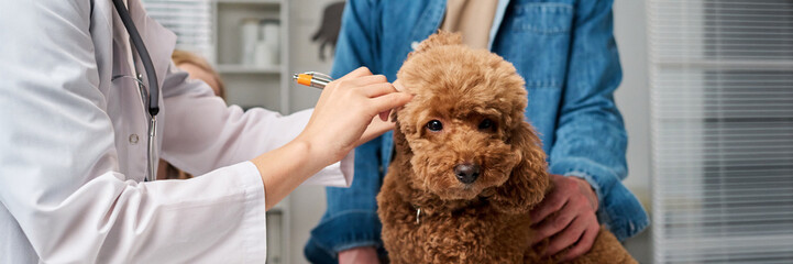 Medium section of young professional vet examining dogs ears during check-up on table in her...