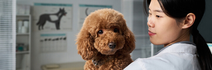 Young Asian female vet wearing lab coat holding cute purebred dog in her arms, copy space, header