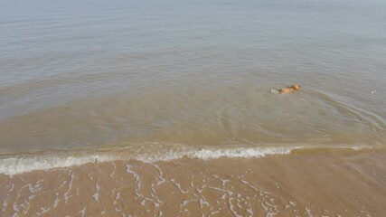 Puppy joyfully splashes in summer waves at the beach, embracing fun under the sun