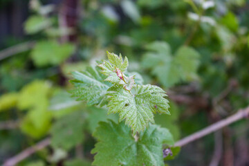Small green buds on the branches of grape vines. Young green leaves and green fruits coming out from thick green buds.
