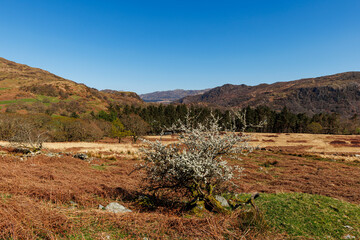 Trail on the cricular route of Moel Hebog, Beddgelert, Snowdonia national park