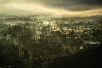 Sunlight streaming into a misty forest