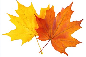 Fototapeta premium Vibrant autumn leaves in yellow and orange tones showcasing seasonal beauty and change