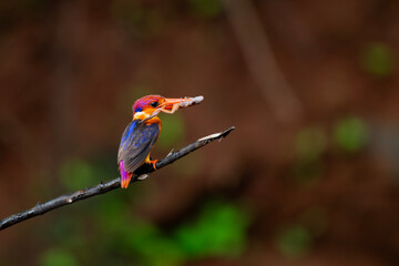Oriental Dwarf Kingfisher with frog kill
