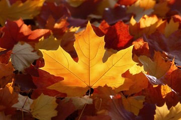 Fototapeta premium Vibrant autumn leaves scattered on the ground, showcasing a bright yellow maple leaf