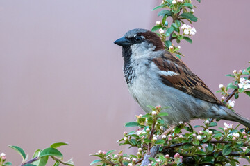 Sparrow Perched Gracefully on a Blooming Branch with Soft Pink Background Surrounding It