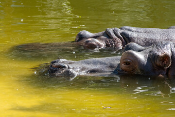Hippos in Their Habitat Exploring their roles, behaviors, and ecosystem interactions