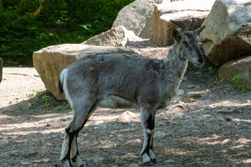 Experience the Majestic Mountain Goat in its Natural Habitat amidst beautiful scenery