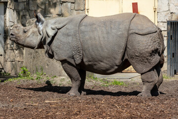 Experience the Majestic Rhino Gloriously Lit by the Afternoon Light at the Zoos Enclosure