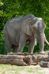 The Majestic Elephant in Its Natural Environment, Offset by a Serene Landscape and Biodiversity