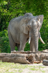 A Majestic Elephant Gracefully Roaming in Its Natural Habitat Amongst the Wildlife