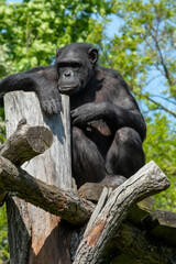 A Relaxed Chimpanzee is Sitting Comfortably on Logs Surrounded by Nature and Greenery