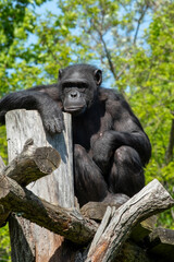 A Chimpanzee is Relaxing Comfortably on a Tree Stump in its Beautiful Natural Habitat